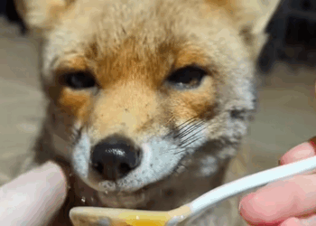 Couple rescues and adopts a bird lying exhausted in a pile of trash
