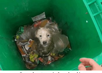 Severely injured dog rescued in a dramatic street mission