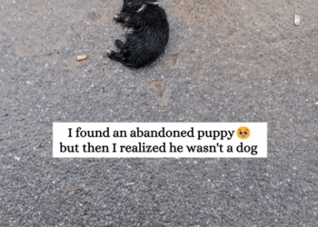 Rescue a duck trapped under the ice rescue