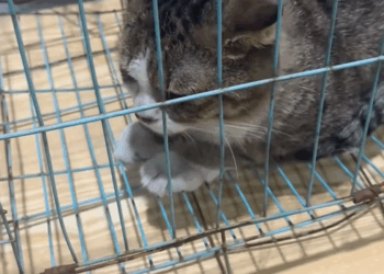 Rescue baby duck on rainy and then rescue animals