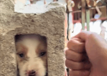 Breaking critical rescue saves animal in final moments