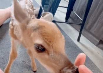 Emergency rescue captures the fight for one last breath