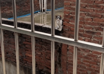 kind lady on hike found an abandoned bobcat baby and adopted it