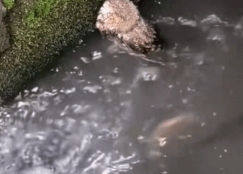 saw tiny creature in the garden and then rescue animal