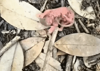 My family saw an abandoned white fox cub in the forest