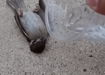 Starving animal’s desperate cry for help caught on camera