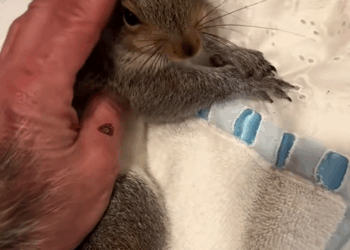 From tiny egg big friendship gree day by day. rescue animal