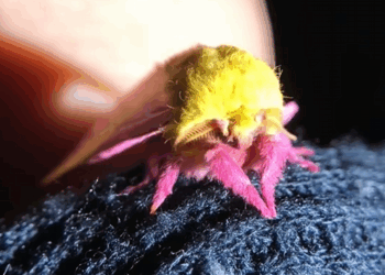 It couldn’t find its mother and came back to find me