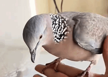 Abandoned animal found on the edge of death