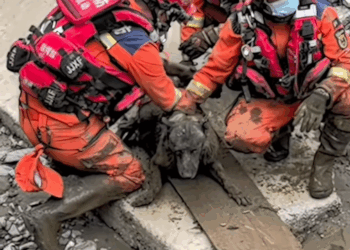 After the floods this dog survived hours buried in mud rescuers