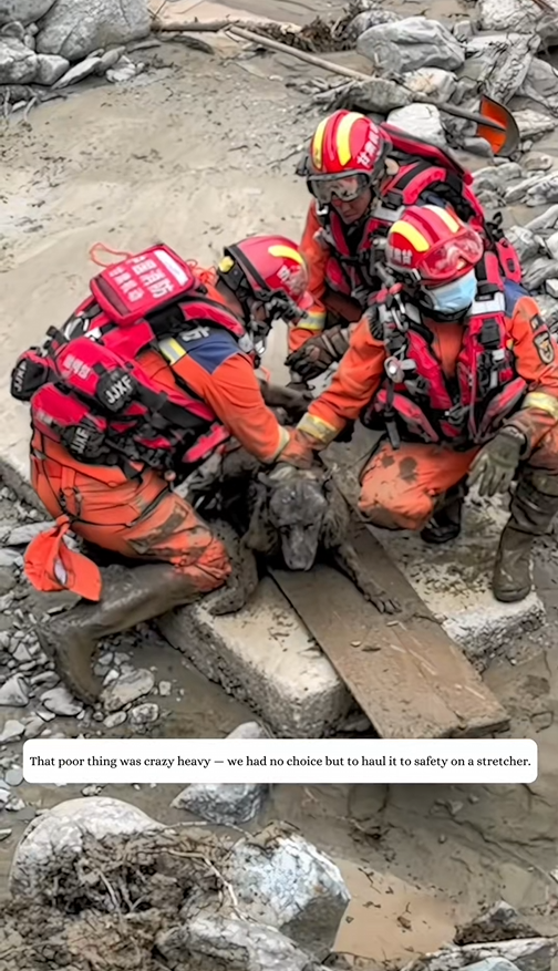 After the floods this dog survived hours buried in mud rescuers