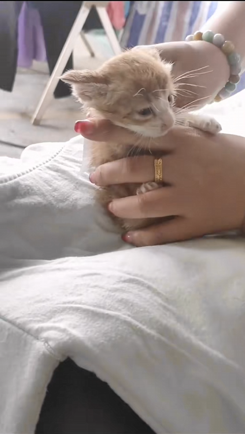 From death’s edge to safety—this animal’s journey