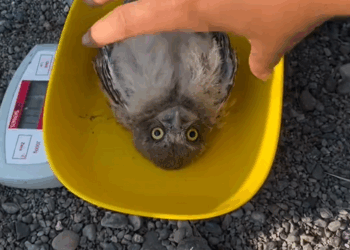 A kind family found a green egg in the mud hatched it and then this