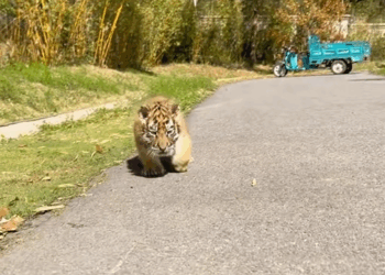 loving man adopted tiger cub that was abandoned by its mother and