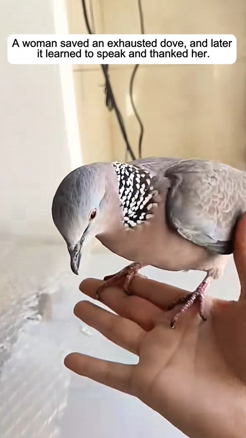 Abandoned animal found on the edge of death